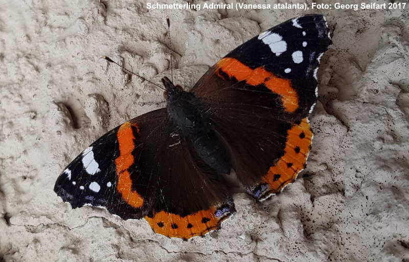 Foto: Georg Seifart 2017